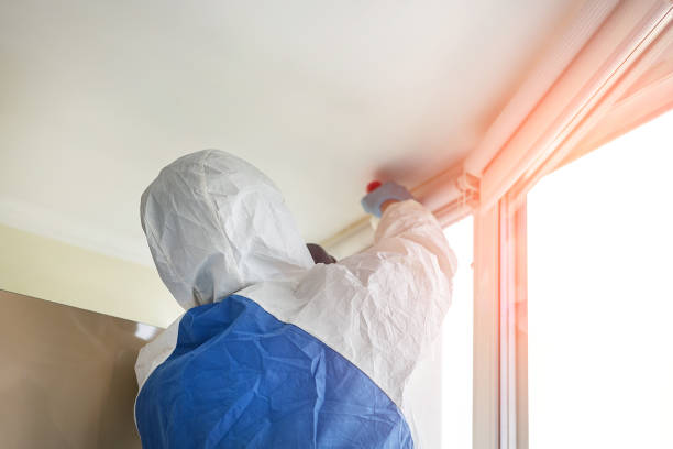 Best Black Mold Removal  in Bangor, MI