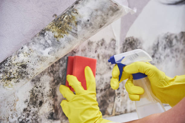 Best Biohazard Mold Removal  in Bangor, MI